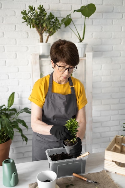 Jardineira de meia idade transplantando plantas em vasos de cerâmica na mesa de madeira branca Conceito de jardim em casa Tempo de primavera Interior elegante com muitas plantas Cuidando de plantas em casa