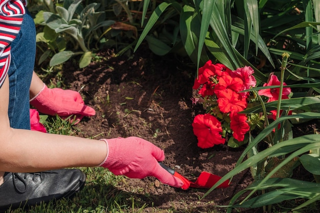 Jardineira de mulher caucasiana em luvas rosa plantando flores no chão