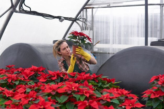 Jardineira em uma estufa com poinsétias vermelhas examina cuidadosamente um dos vasos de flores