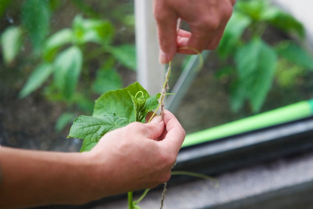 Foto jardineira feliz colhendo vegetação em sua estufa no verão