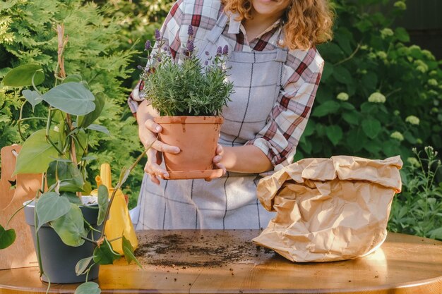 Jardineira feminina transplantando planta de lavanda no jardim do quintal