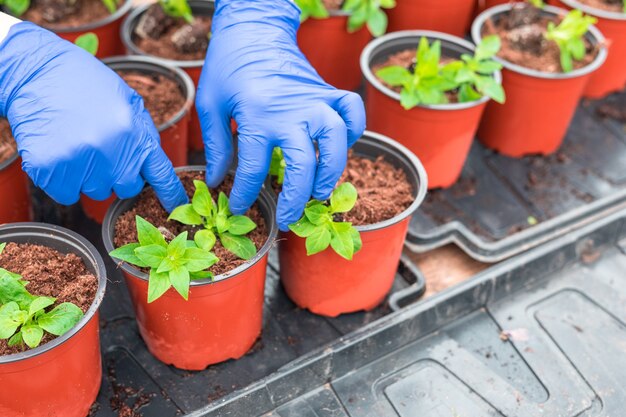 Jardineira replantando mudas de petúnia em vasos de plantas