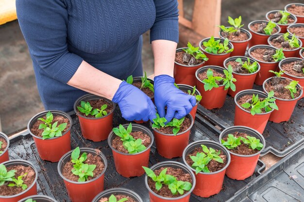 Jardineira replantando mudas de petúnia em vasos de plantas