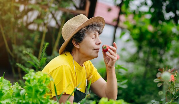 Jardineira sênior de chapéu trabalha em seu quintal e cresce e colhe morangos O conceito de agricultura de jardinagem e cultivo de morango