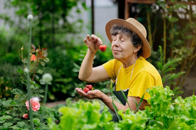 Jardineira sênior de chapéu trabalha em seu quintal e cresce e colhe morangos O conceito de agricultura de jardinagem e cultivo de morango