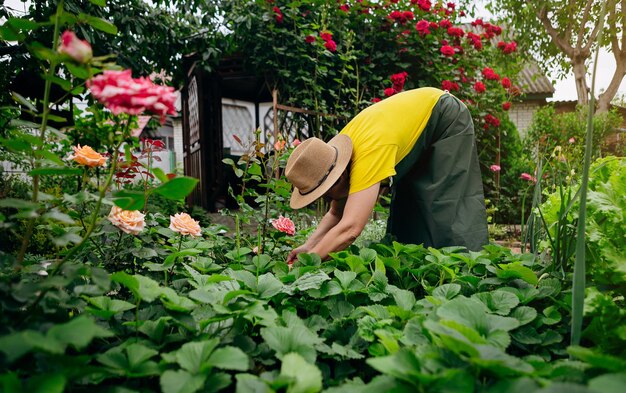 Jardineira sênior de chapéu trabalha em seu quintal e cresce e colhe morangos O conceito de agricultura de jardinagem e cultivo de morango