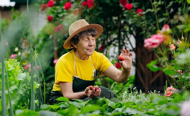 Jardineira sênior de chapéu trabalha em seu quintal e cresce e colhe morangos O conceito de agricultura de jardinagem e cultivo de morango