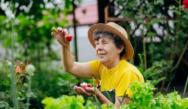 Jardineira sênior de chapéu trabalha em seu quintal e cresce e colhe morangos O conceito de agricultura de jardinagem e cultivo de morango