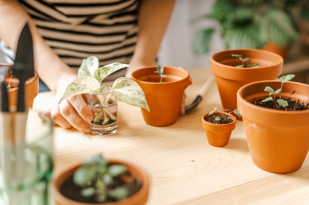 Jardineiras em vasos de plantas