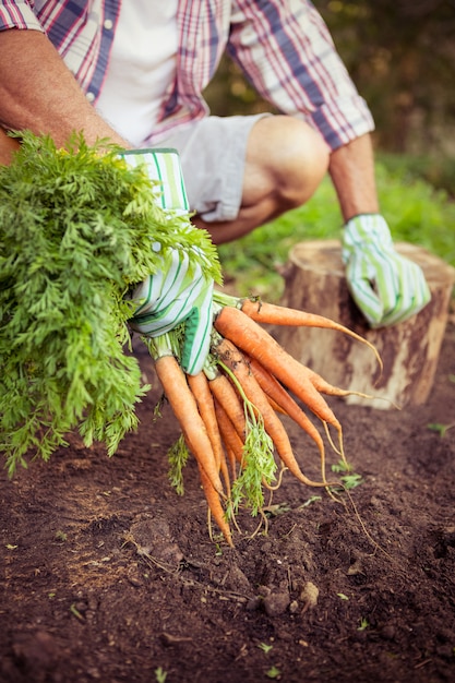 Jardineiro agachado com cenouras na fazenda