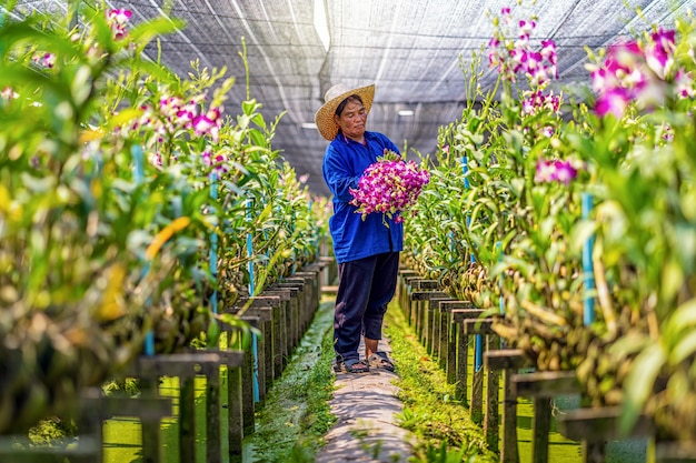 Jardineiro asiático de orquídea fazenda corte e coleção de orquídeas