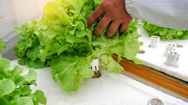 Foto jardineiro colhendo à mão carvalho verde orgânico fresco em fazenda hidropônica crescendo em uma fazenda de legumes naturais agricultura e jardinagem colheita para um conceito saudável variedades de folhas de salada