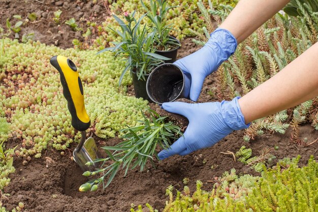 Jardineiro com luvas de nitrilo está plantando flores de cravo em um canteiro de jardim usando uma pequena pá.