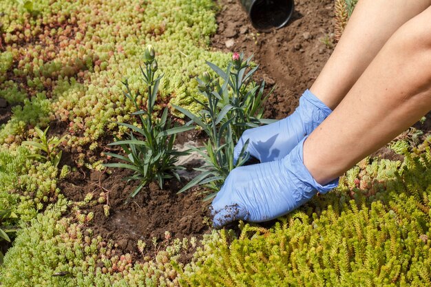 Jardineiro com luvas de nitrilo plantando flores de cravo em um canteiro de jardim