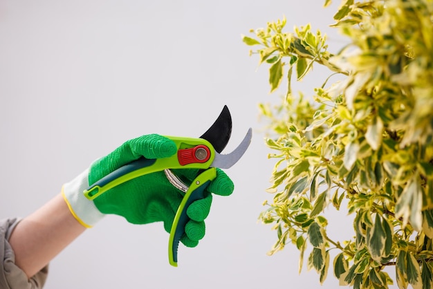 Foto jardineiro corta um arbusto com tesouras de jardim e tesouras para poda de plantas conceito de jardinagem