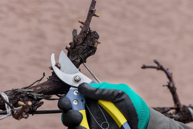 Jardineiro cortando o ramo de videira no conceito de agricultura de primavera