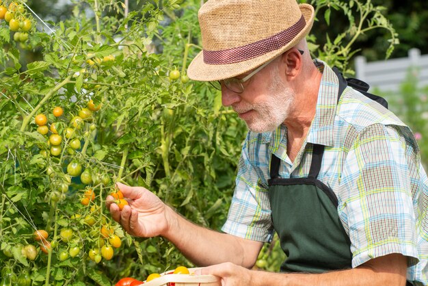 Jardineiro de homem colhendo tomates na horta