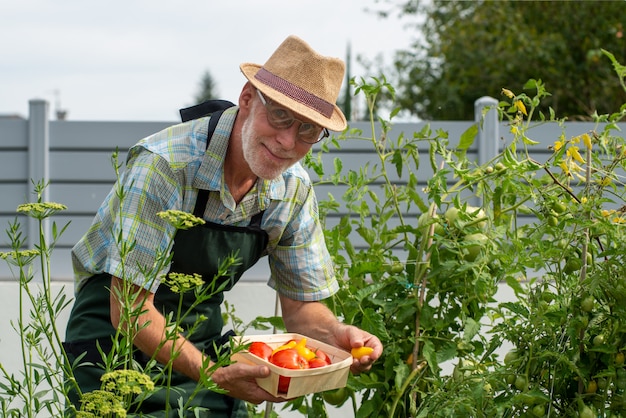 Jardineiro de homem colhendo tomates na horta