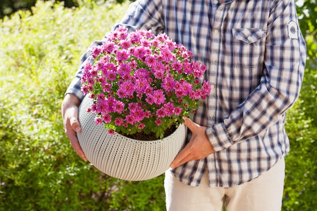 Jardineiro de homem segurando flores de crisântemo em vaso no jardim