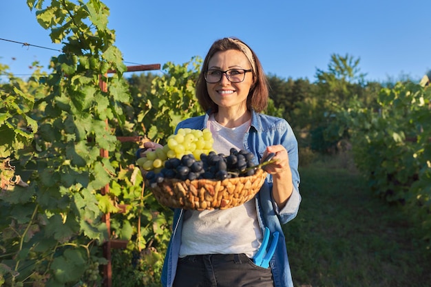 Foto jardineiro de mulher andando com cesto com colheita de uva, fundo de vinhedo. jardim, cultivo de uvas orgânicas, alimentação natural saudável