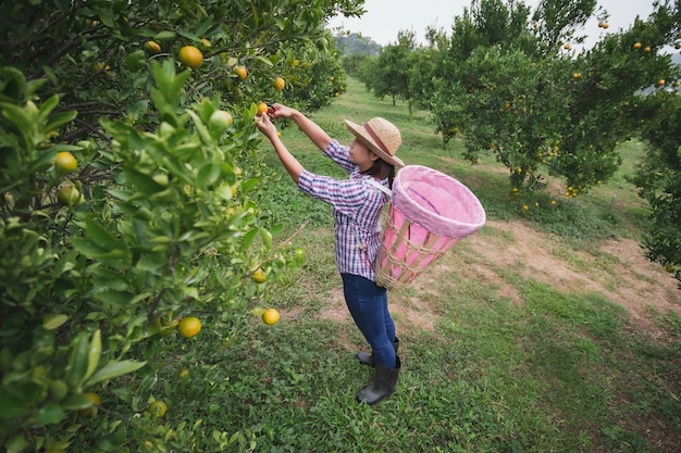 Jardineiro de mulher asiática com a cesta nas costas colhendo uma laranja com tesoura no jardim do campo de laranjas pela manhã.