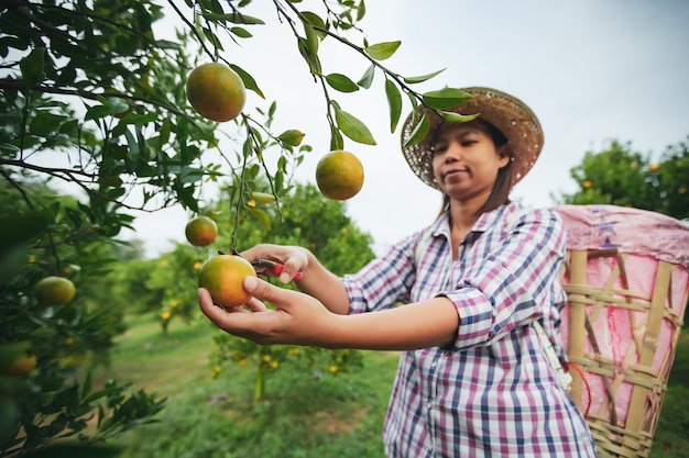 Jardineiro de mulher asiática com a cesta nas costas colhendo uma laranja com tesoura no jardim do campo de laranjas pela manhã.