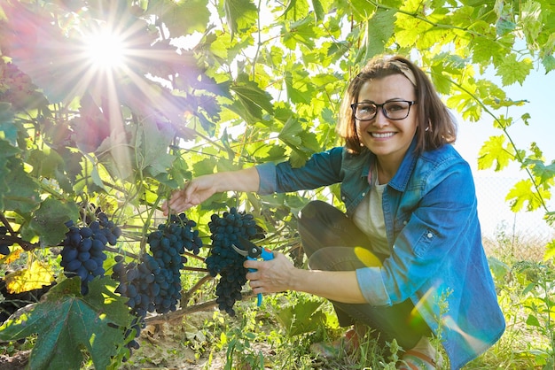 Jardineiro de mulher com tesouras de podar jardim, colhendo uvas azuis no arbusto de uva. Jardim, vinha, hobby, cultivo de uvas orgânicas sem uso de produtos químicos