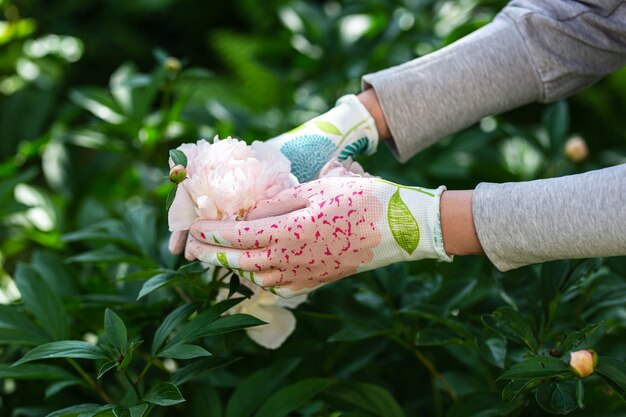 Jardineiro de mulher segurando uma peônia na mão.