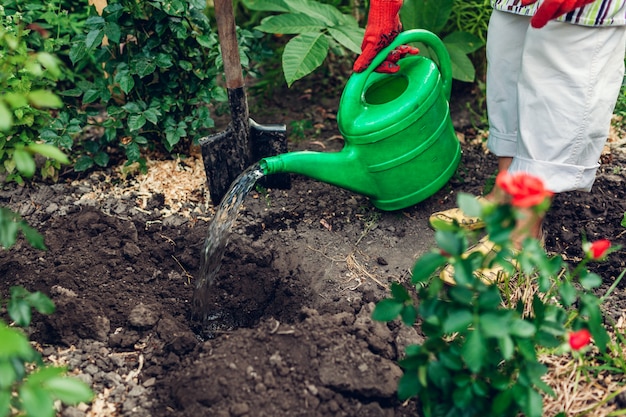 Jardineiro de mulher transplantando flores rosas no solo e regá-lo com regador.