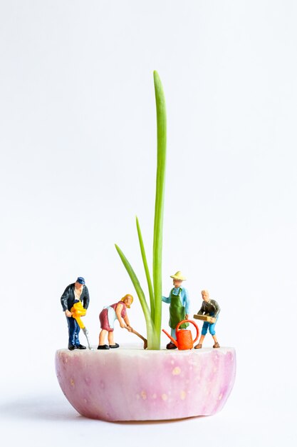 Jardineiro em miniatura, colheita de cebolinha no fundo branco