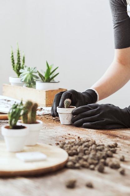 Jardineiro femele transplante de plantas em vasos clássicos na mesa de madeira. conceito de horta. tempo de primavera