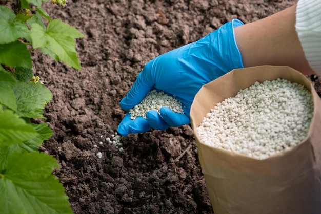 Foto jardineiro fertilizando plantas com fertilizante npk