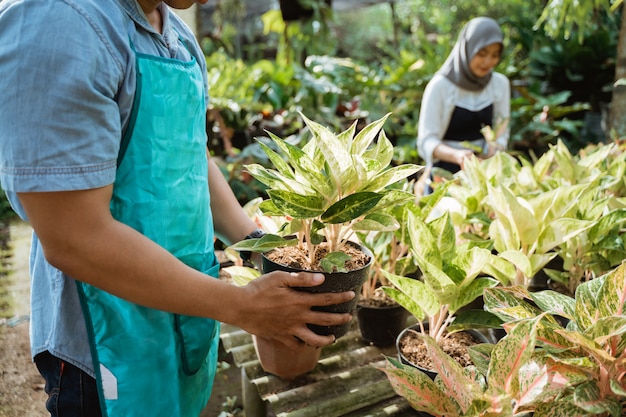 Jardineiro inspecionar suas plantas