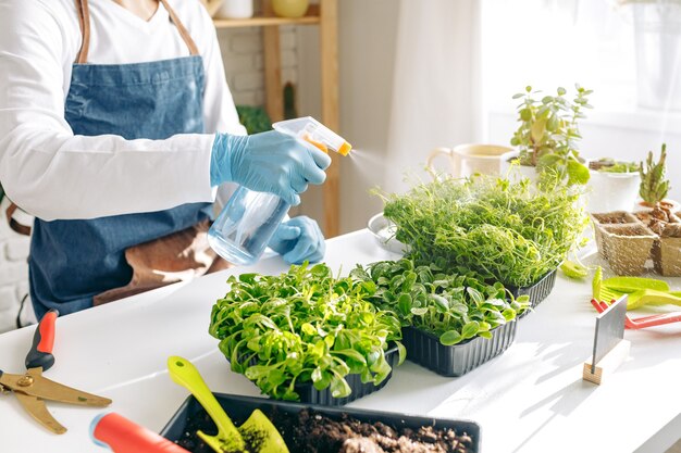 Jardineiro irreconhecível cultivando microgreens dentro de casa close-up foto