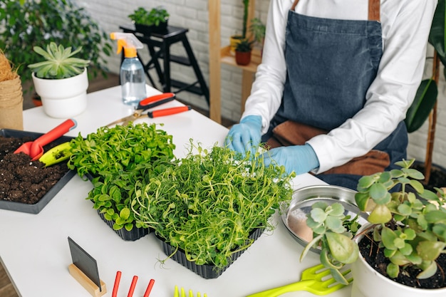 Jardineiro irreconhecível cultivando microgreens dentro de casa close-up foto