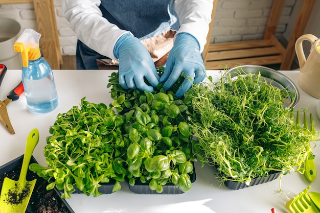 Jardineiro irreconhecível cultivando microgreens dentro de casa close-up foto