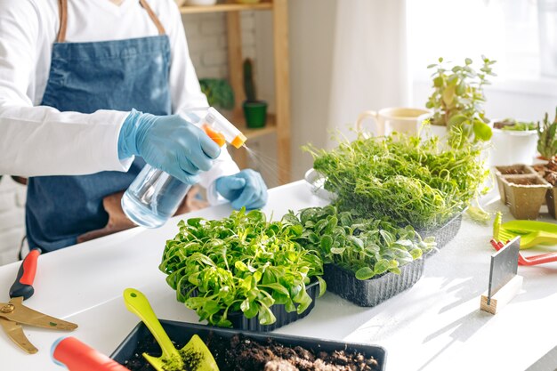 Jardineiro irreconhecível cultivando microgreens dentro de casa close-up foto