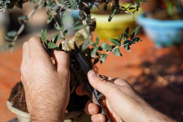 Jardineiro masculino a cortar uma árvore de bonsai