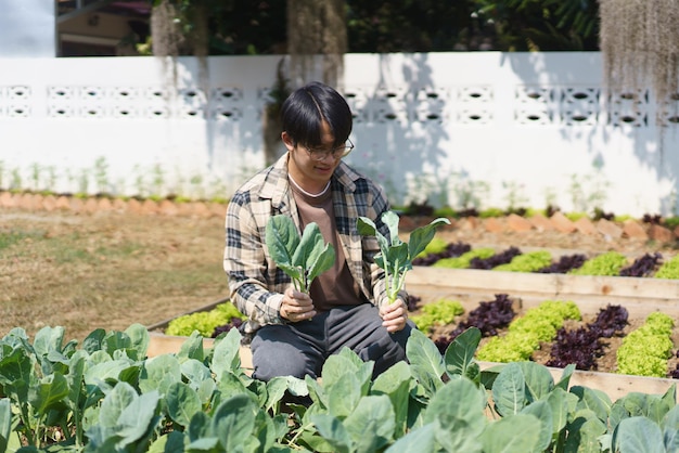 Jardineiro masculino cortando e colhendo couve chinesa orgânica na horta em casa