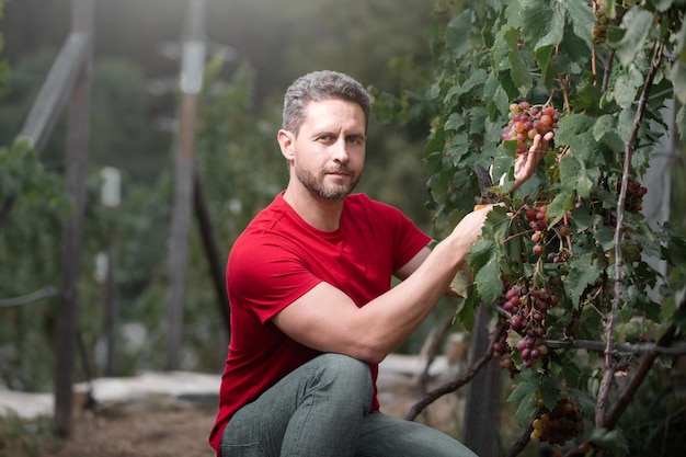 Jardineiro na colheita de uvas de verão agricultor corta vinha vinhateiro cortando cacho de uvas vinhedo masculino