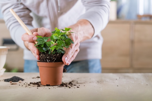 Jardineiro no trabalho. Passatempo de jardinagem interior. Homem envolvido em replantio.