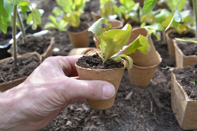 Jardineiro, passe segurar, um, alface, seedling, pronto, para, ser, plantado, em, jardim