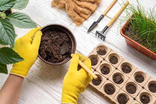 Jardineiro plantando flores Mãos femininas Trabalhando com o solo Vasos pequenos naturais Fertilidade Cuidar das plantas da casa Visão superior Pessoa Semeando sementes em caixas de germinação Cultivando mudas em casa na primavera