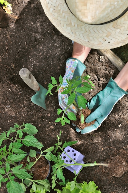 Jardineiro plantar tomate