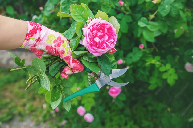 Jardineiro poda chá rosa tesoura. foco seletivo.