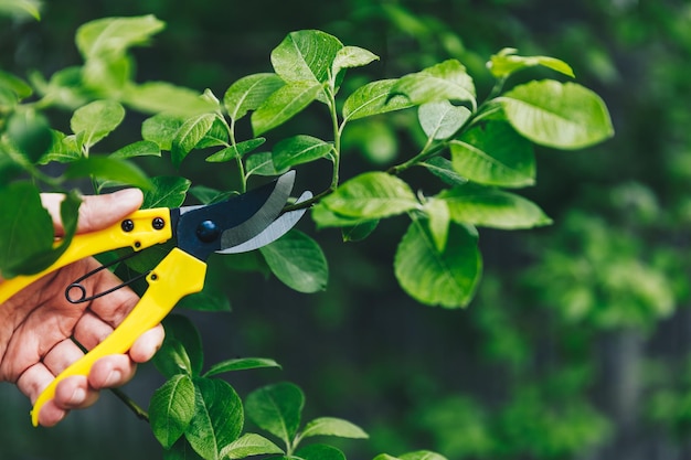 Jardineiro podando árvores com tesoura amarela no jardim da primavera Trabalhe no jardim com tesoura para cortar os galhos