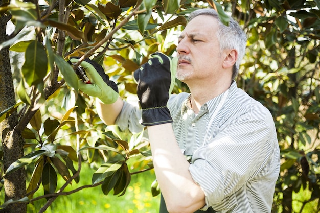 Jardineiro, podando, um, árvore