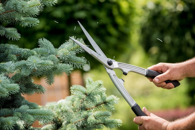 Jardineiro profissional podando uma árvore com uma tesoura de jardim