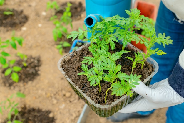 Jardineiro regar mudas de flores de calêndula antes de plantar no solo