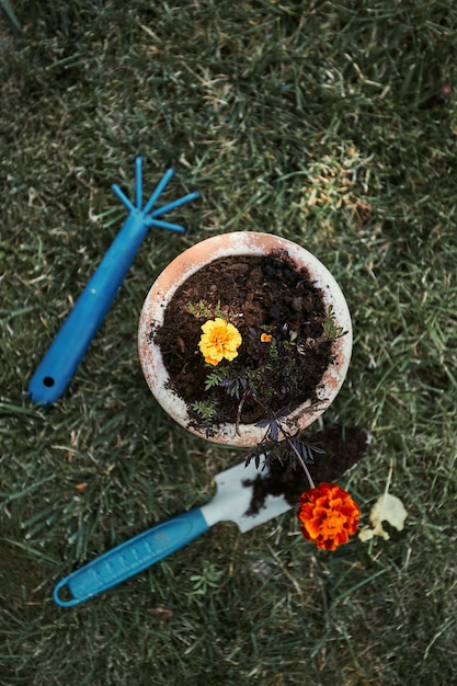 Foto jardineiro replantando uma planta em um novo pote vista de cima do pote com flor usando ferramentas rake e pá